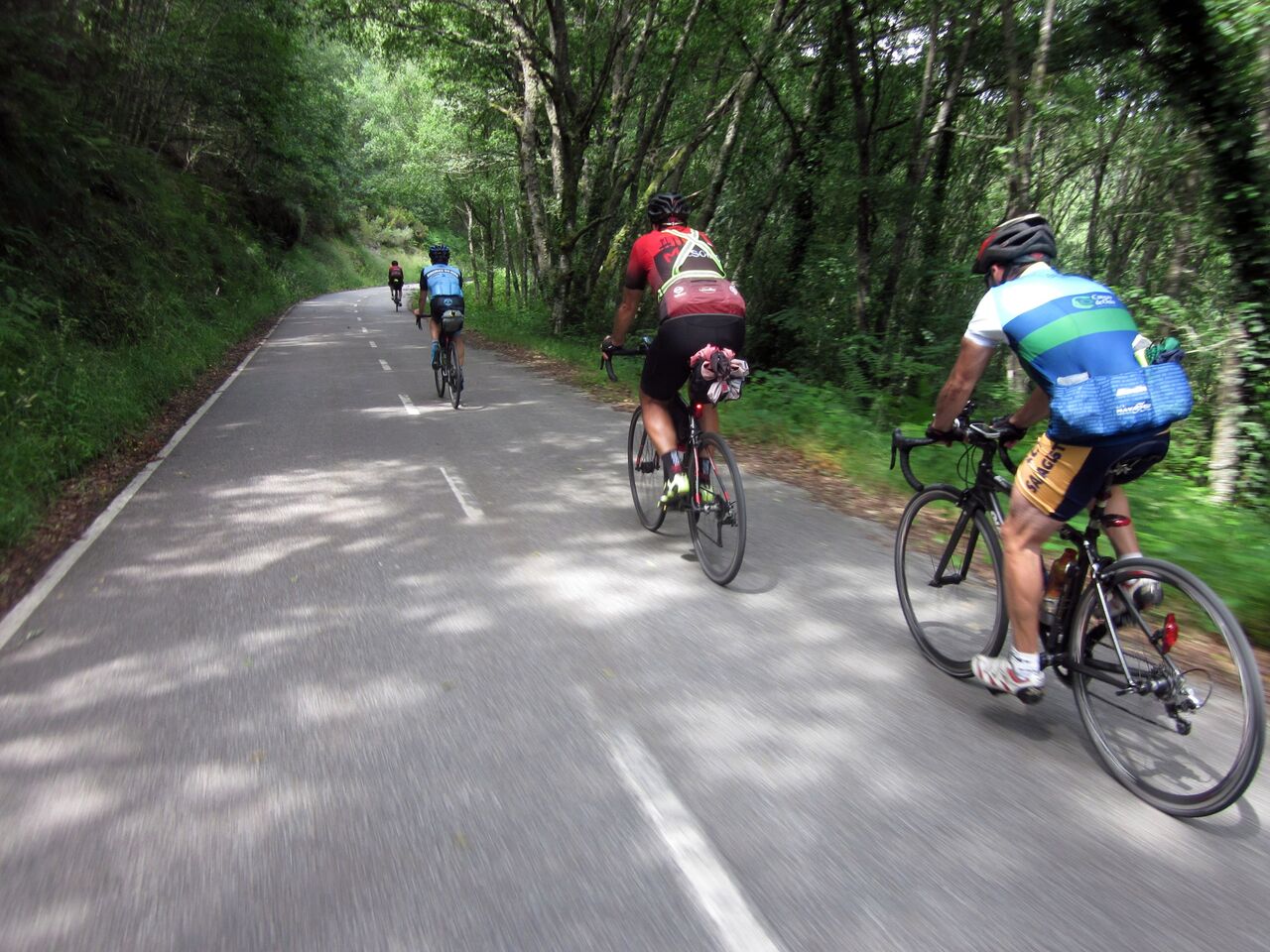 The whole group, except oscar who is taking the picture, riding in line under the shade provided by tall trees by the road