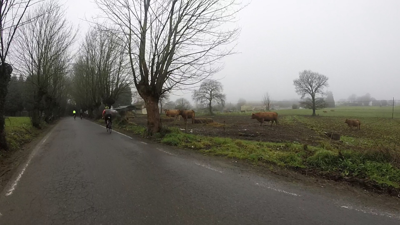 A few cyclists passing by a field with some cows and the fog on the background