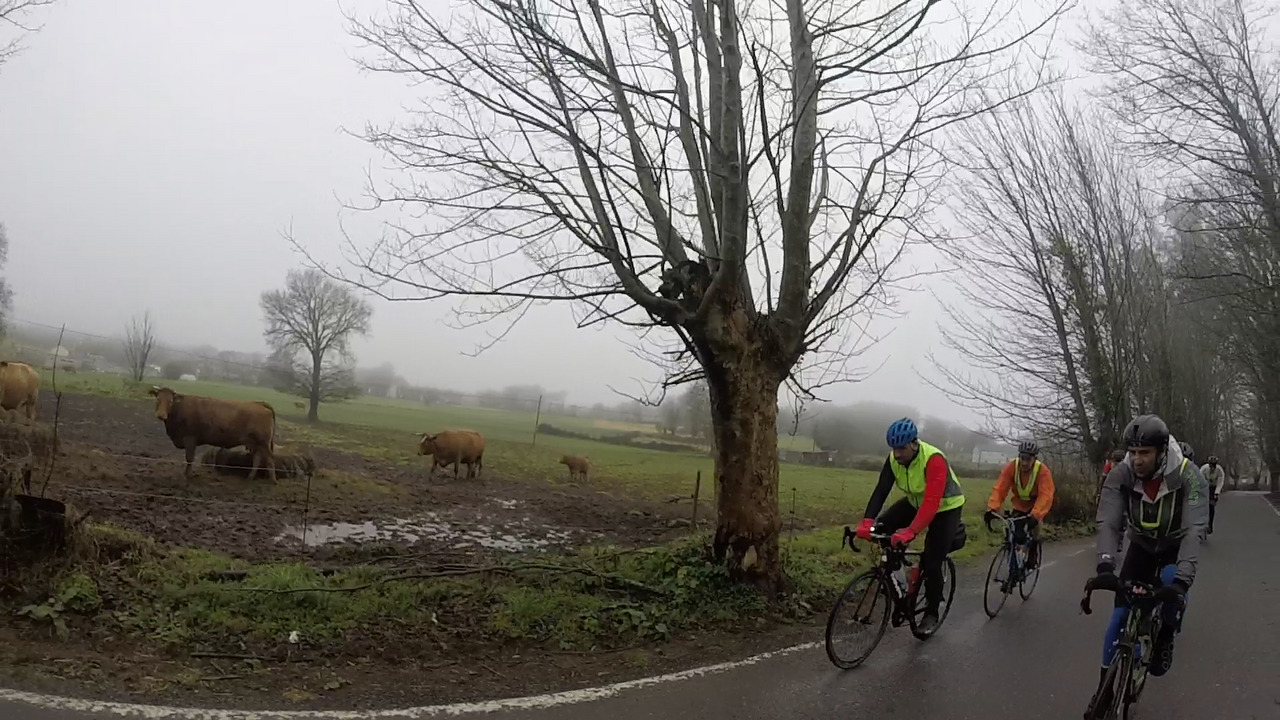 A few cyclists passing by a field with some cows and the fog on the background