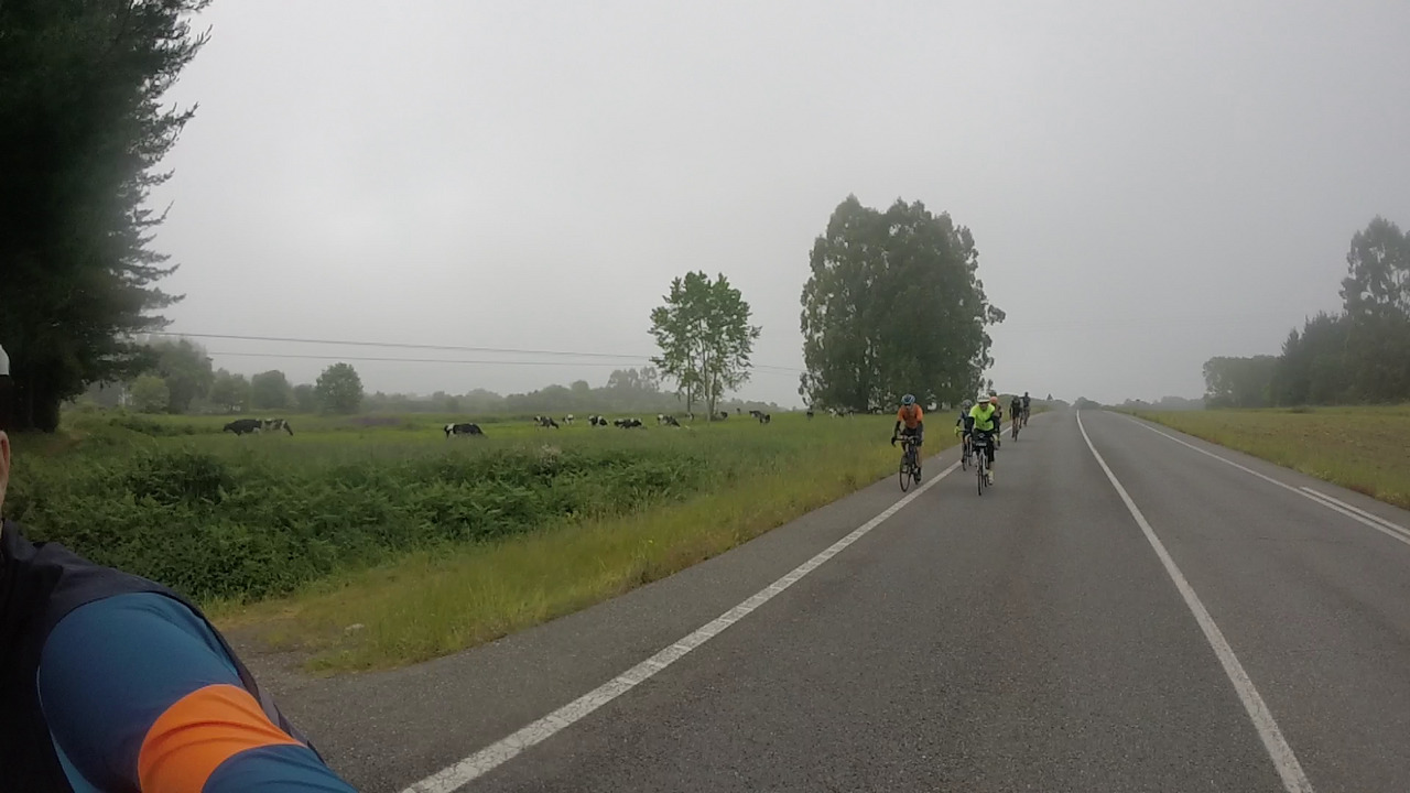 The group, passing by a green field full of cows